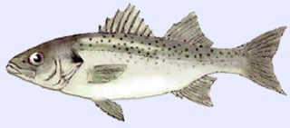 bar-mouchete