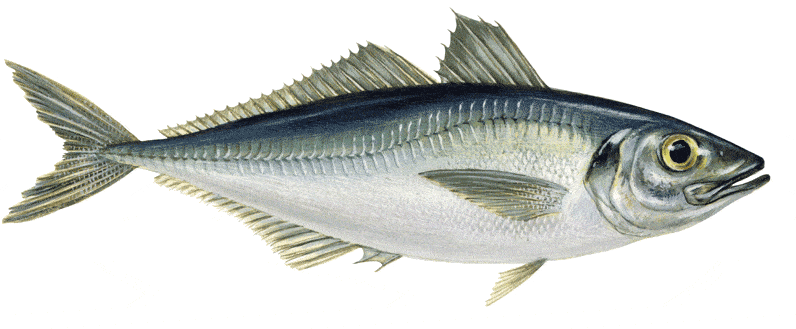 trachurus_trachurus_sw